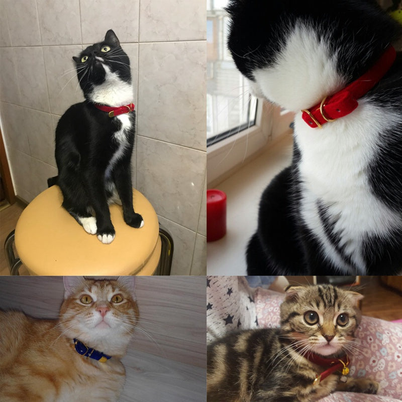 Pet cat collar