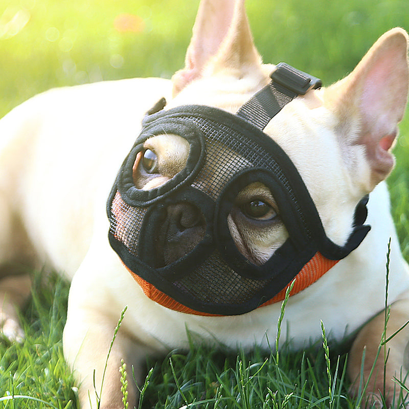 Small Dog French Bulldog Muzzle